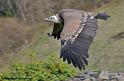vautour_5252