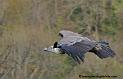 vautour_5253