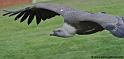 vautour_5256