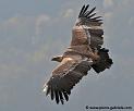 vautour_5259