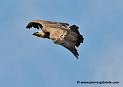 vautour_5265