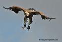 vautour_5278