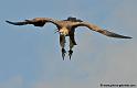 vautour_5279