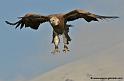 vautour_5280