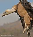 vautour_5282