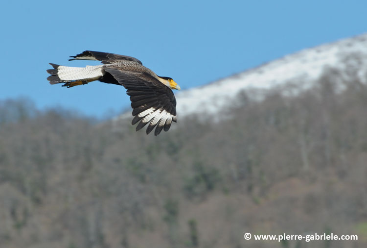 caracara_-5602.jpg