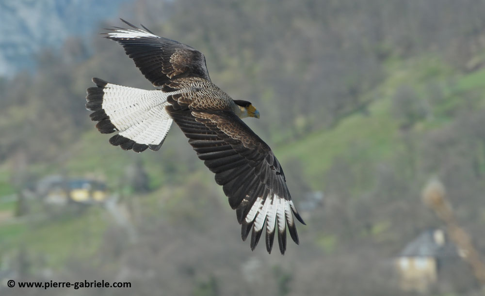 caracara_-5628.jpg