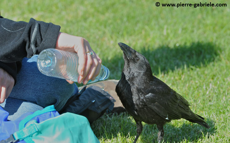corneille_-5729.jpg