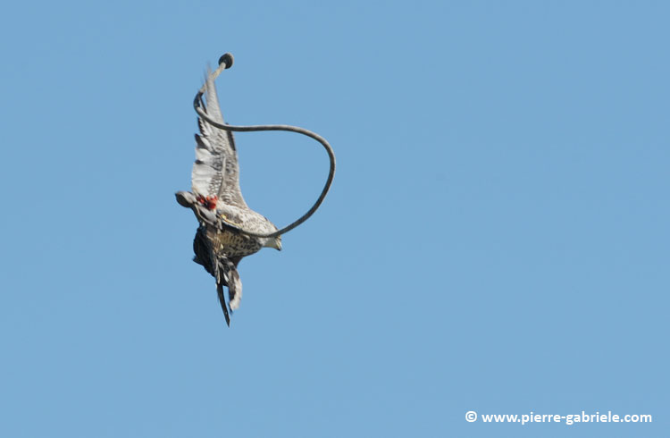 faucon_-5561.jpg