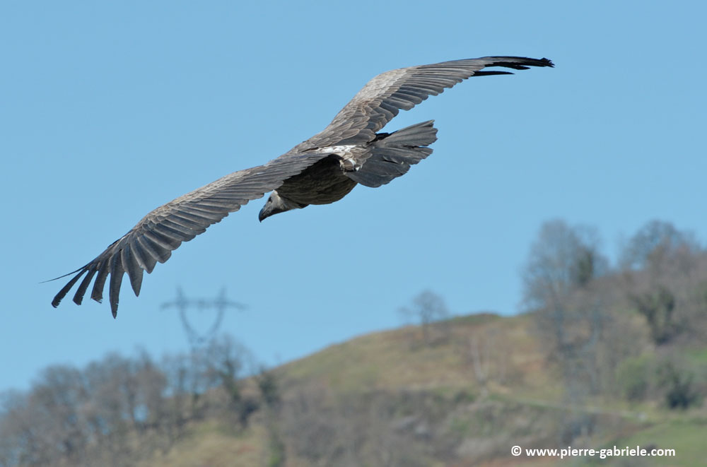 vautour_-5662.jpg