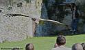 vautour_-5660
