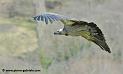 vautour_-5666
