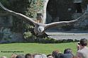 vautour_-5672