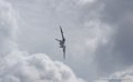 spitfire_0961