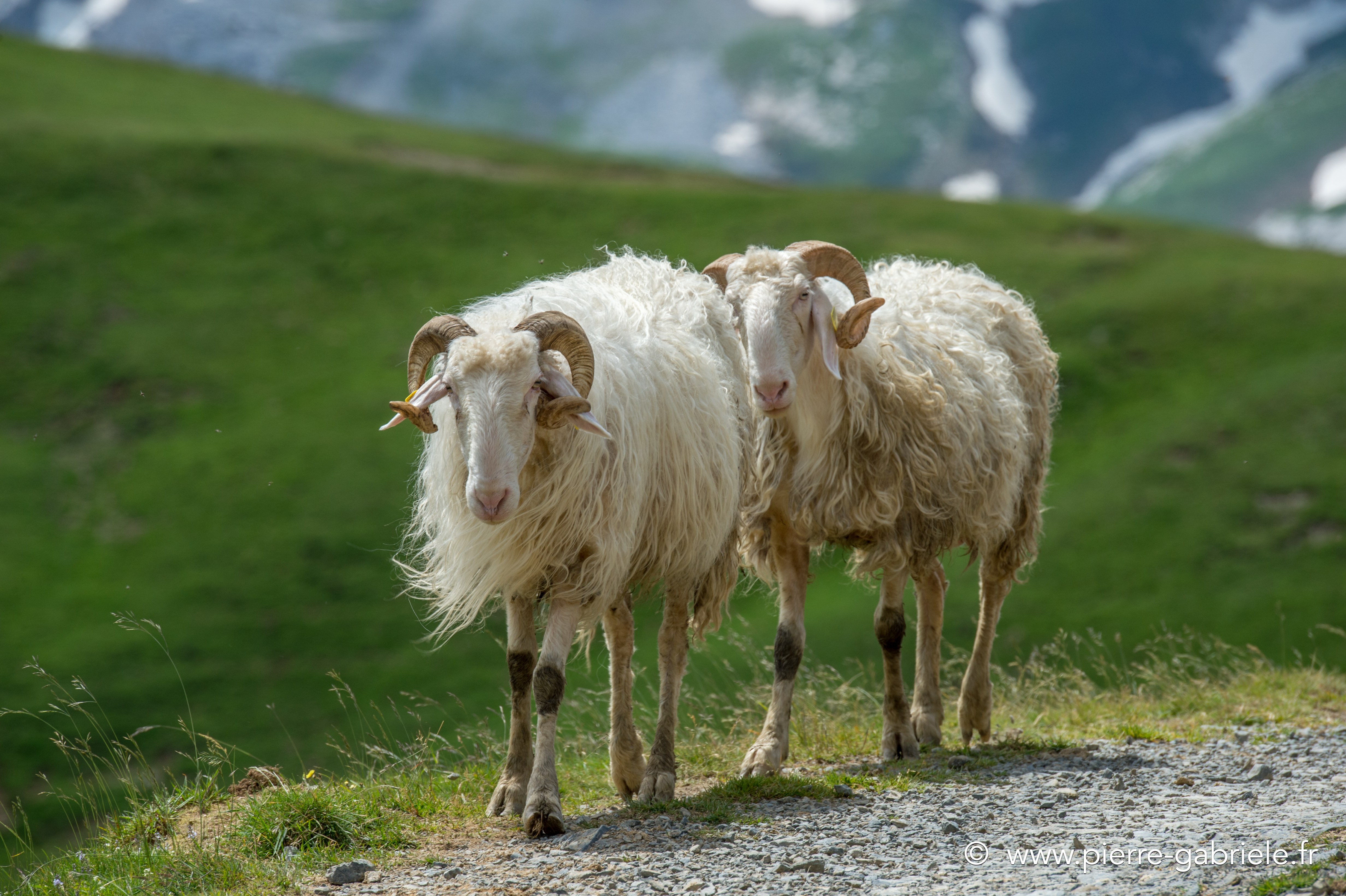 brebis_3866.jpg