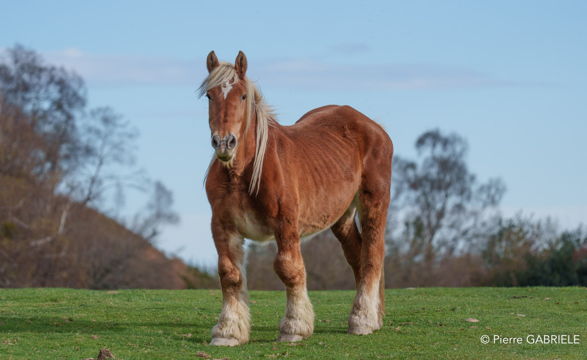 cheval-benou-a74n_06406.jpg