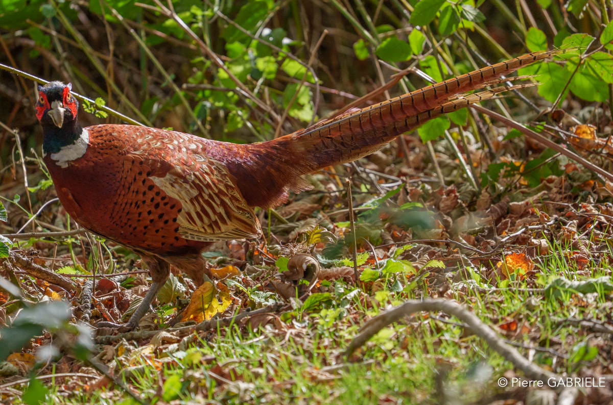 faisan-benou-a74n_06492.jpg