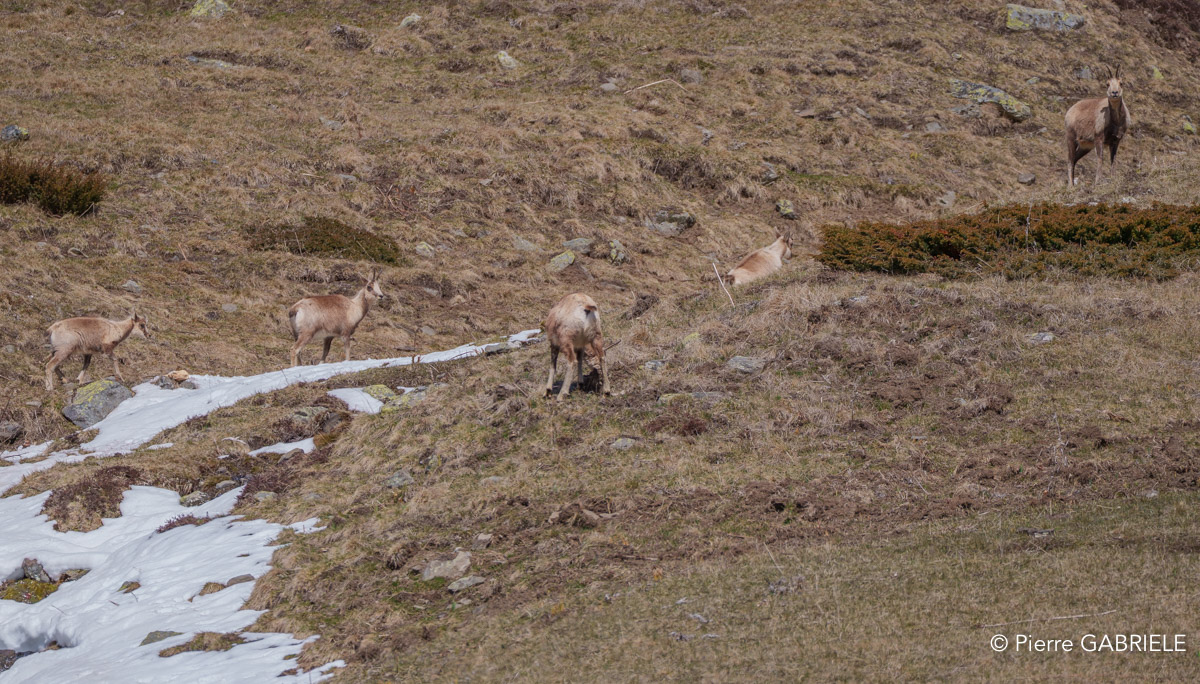 isard-a74n_00689.jpg