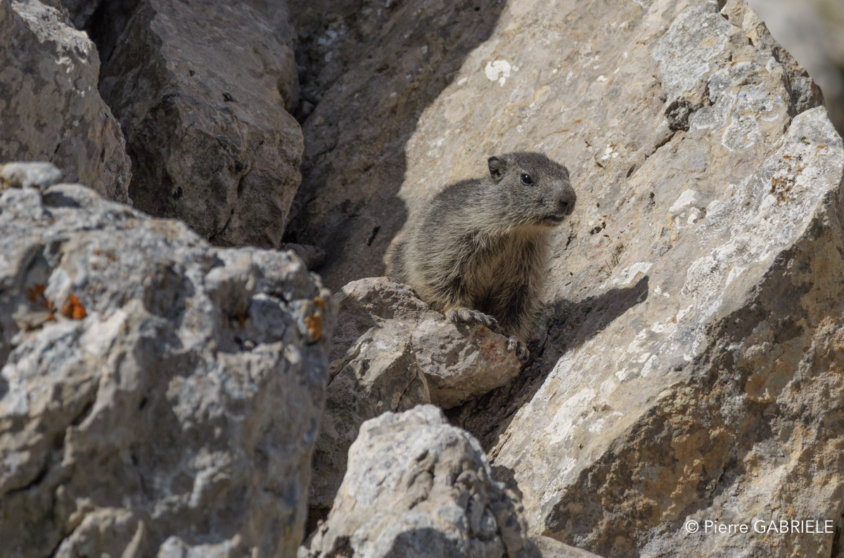 lepourtalet-marmotte-gh7_2241.jpg