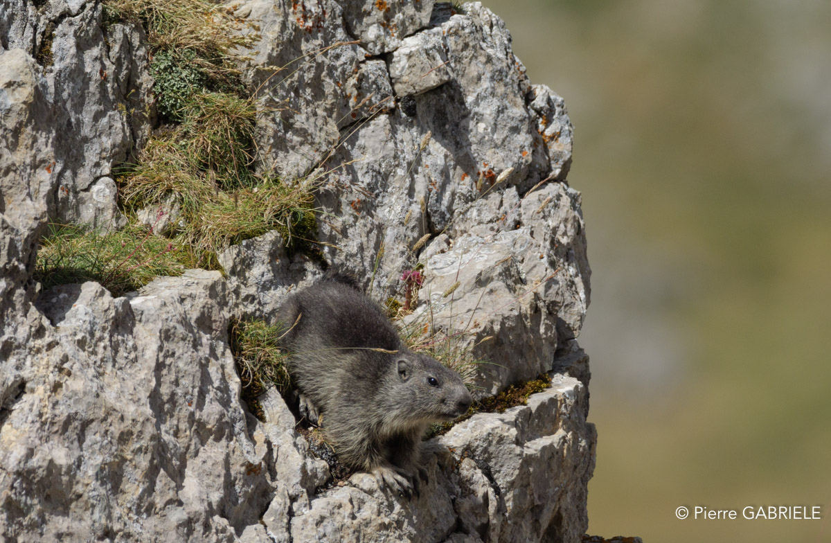 lepourtalet-marmotte-gh7_2254.jpg