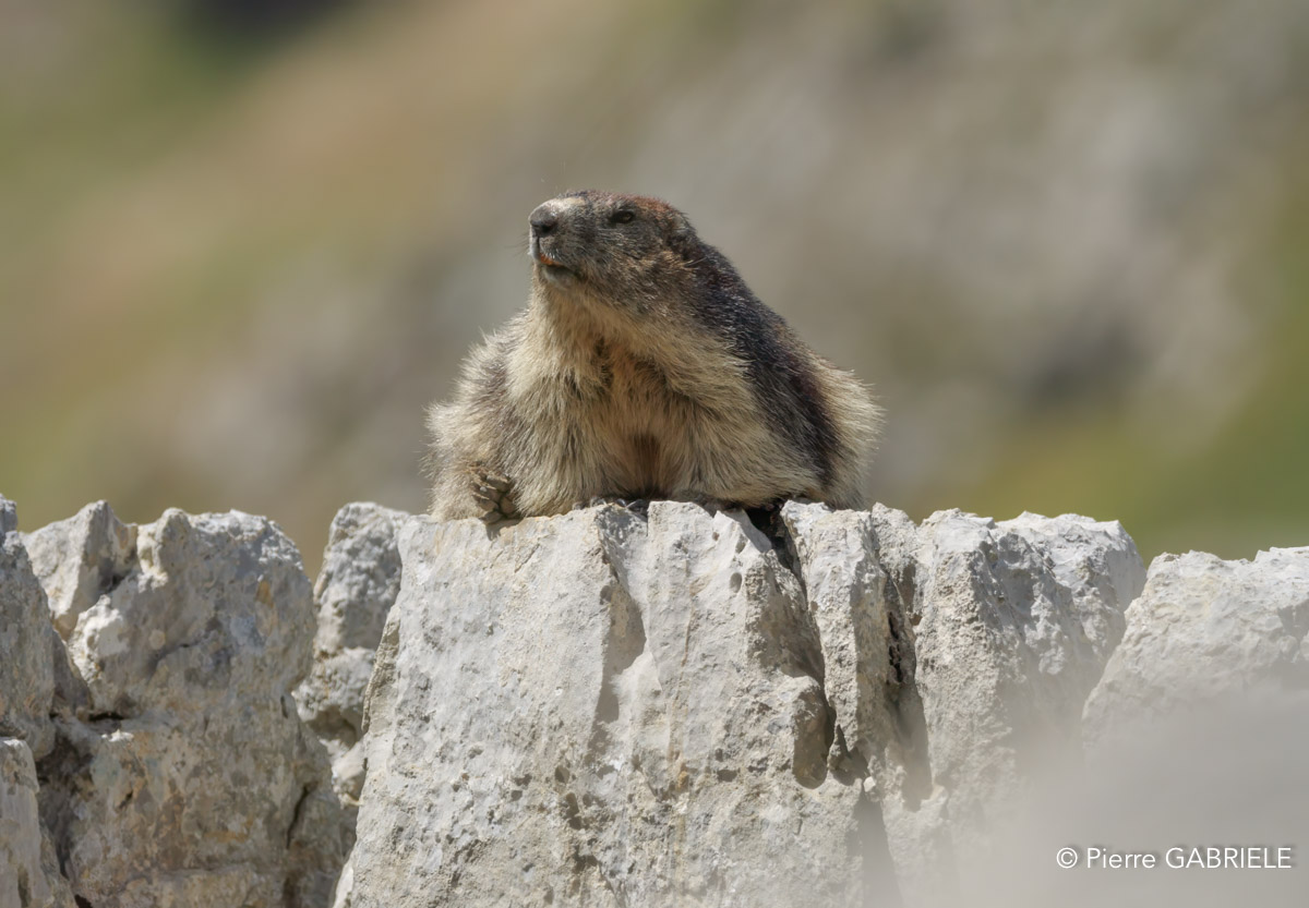 lepourtalet-marmotte-gh7_2263.jpg