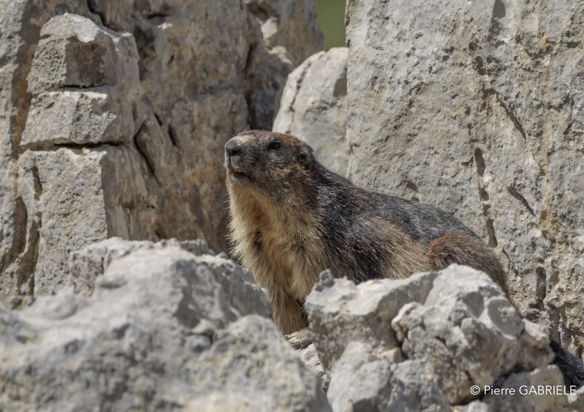 lepourtalet-marmotte-gh7_2268.jpg
