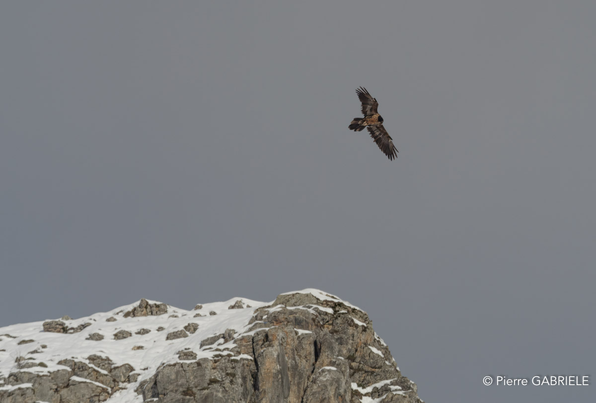 lescun-gypaete-gh7_0574 2.jpg