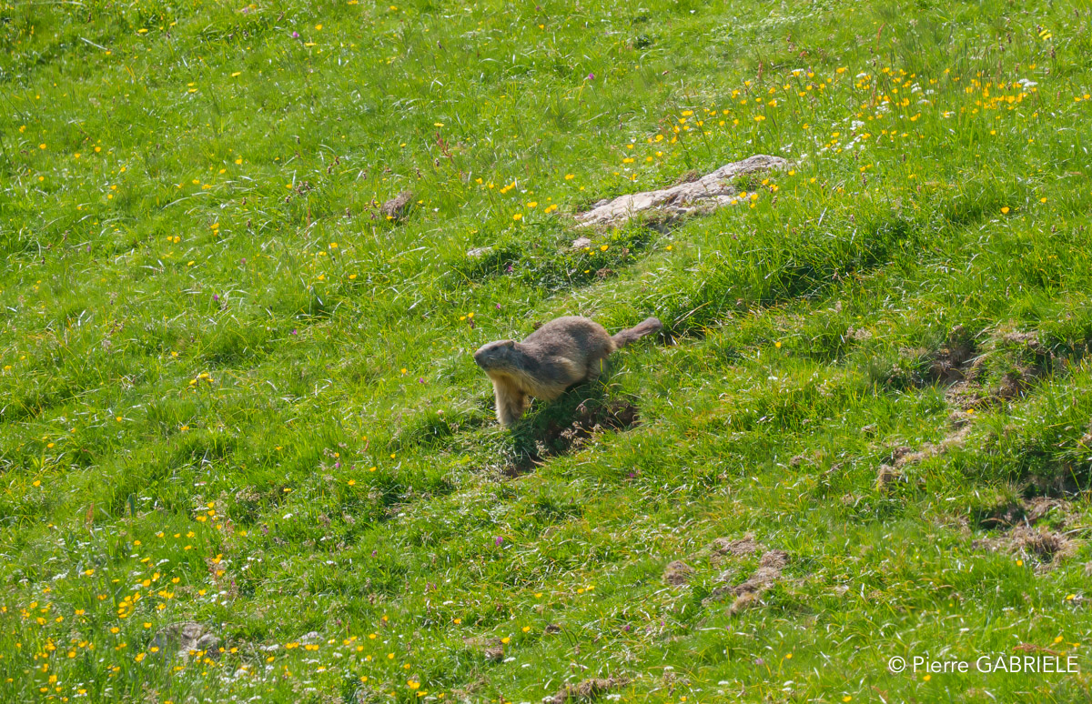 marmotte-lepourtalet-a74n_02414-Topaz.jpg