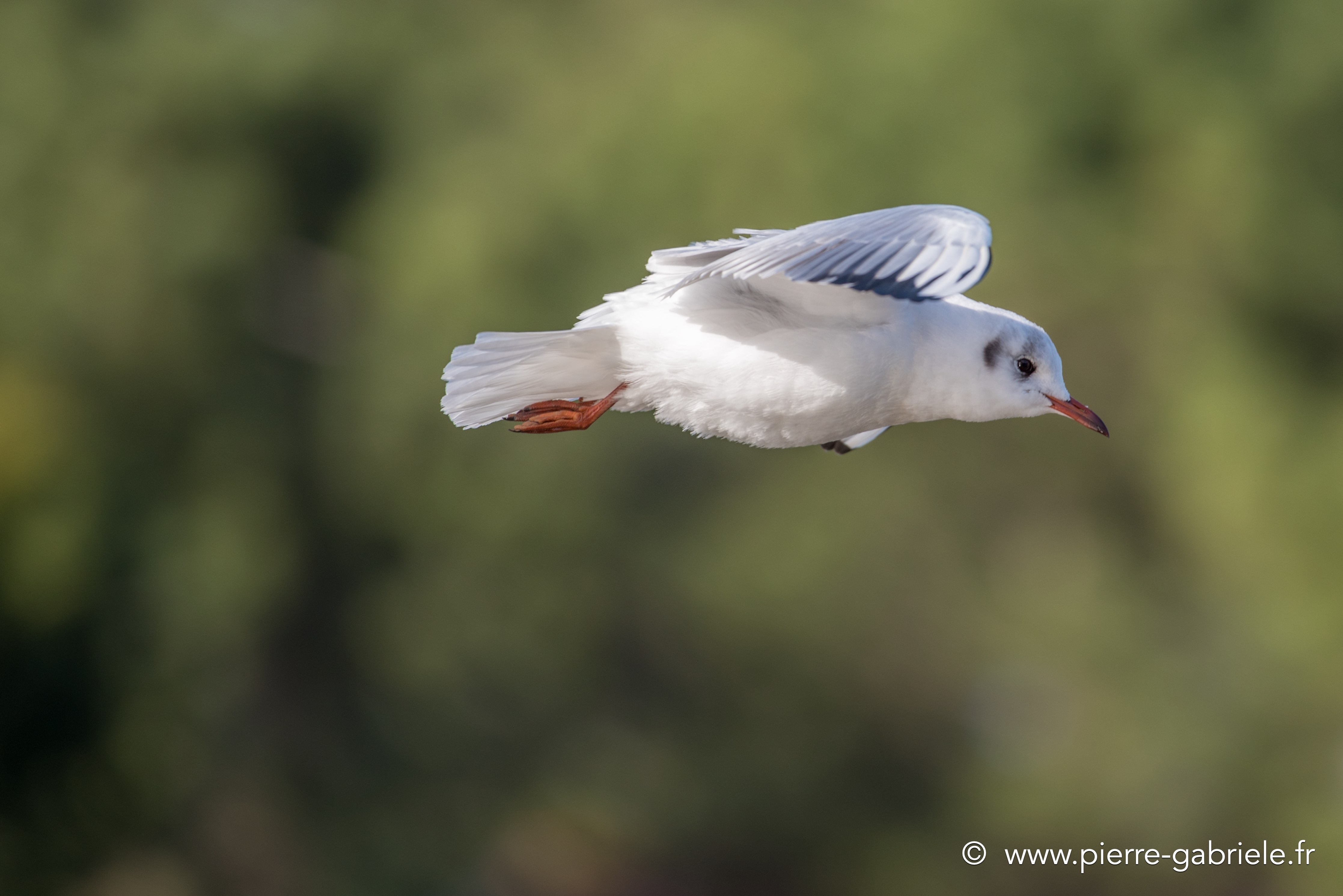 mouette_7464.jpg