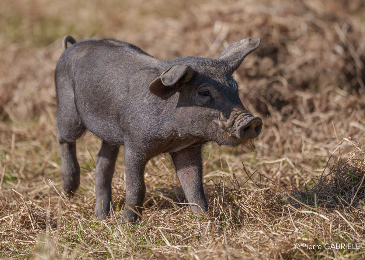 porc-noir-a74n_03887.jpg