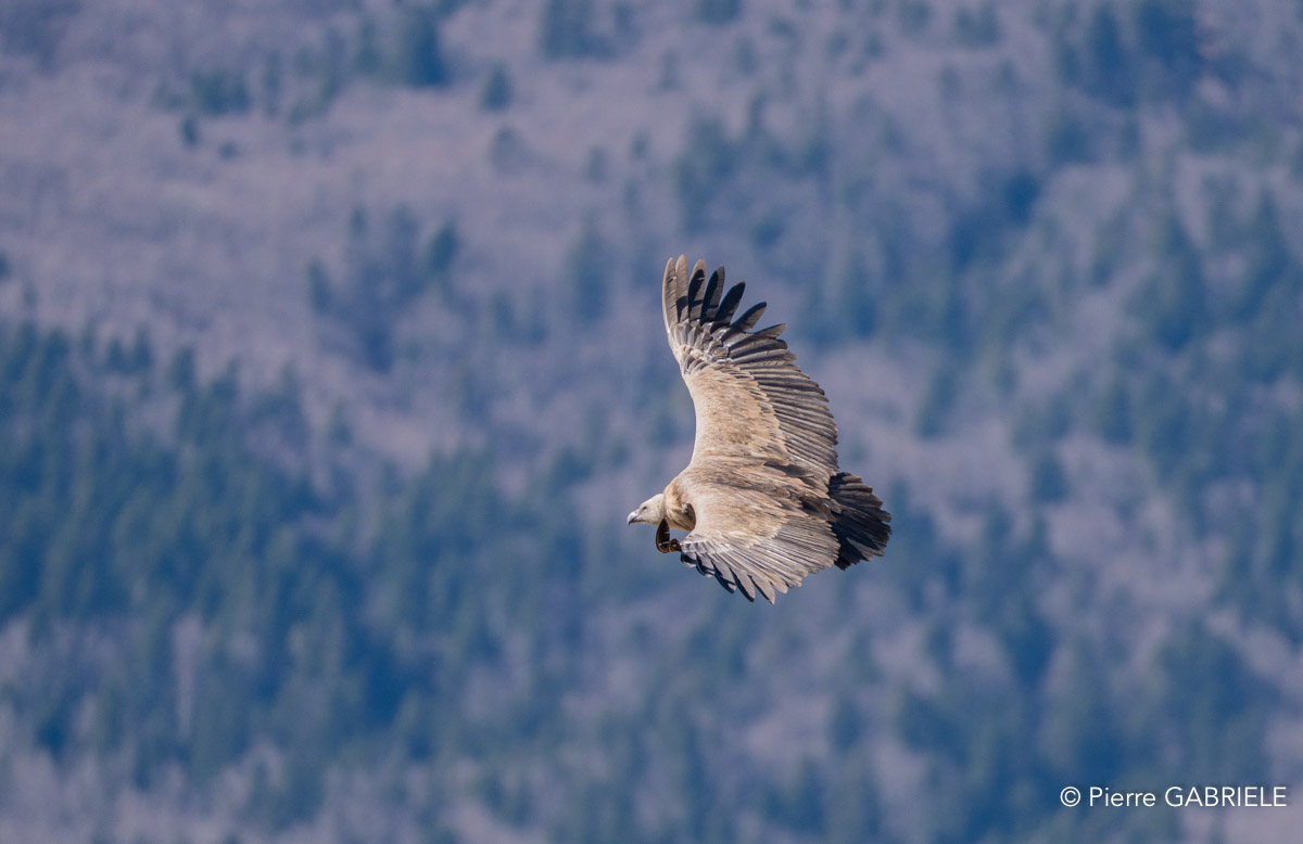 vautour-a74n_00116.jpg