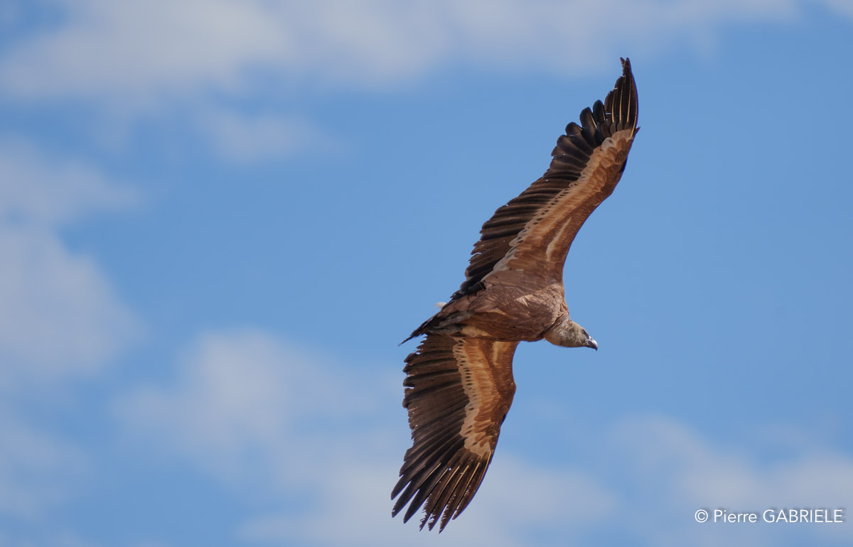 vautour-benou-a74n_06436.jpg