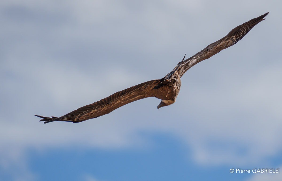 vautour-benou-a74n_06437.jpg