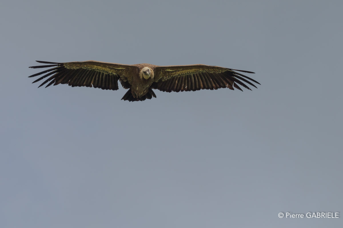 vautour-gh7_1236.jpg