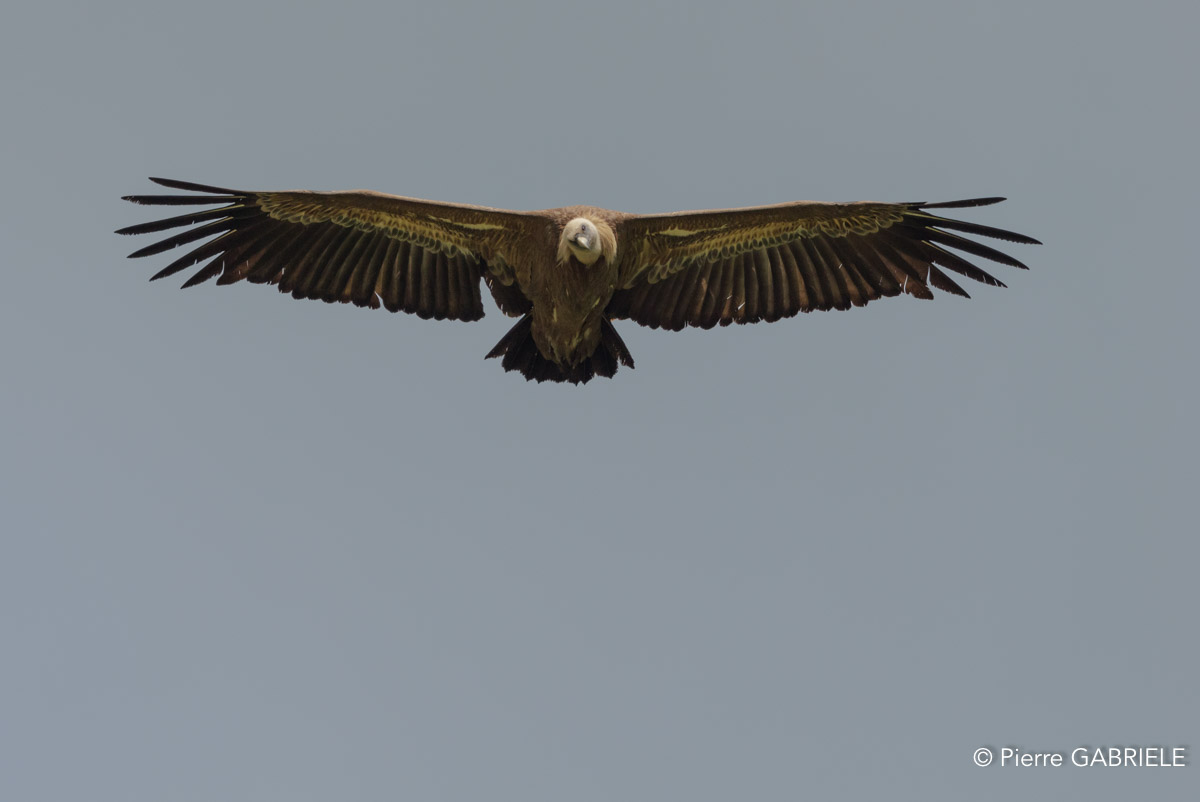 vautour-gh7_1237.jpg