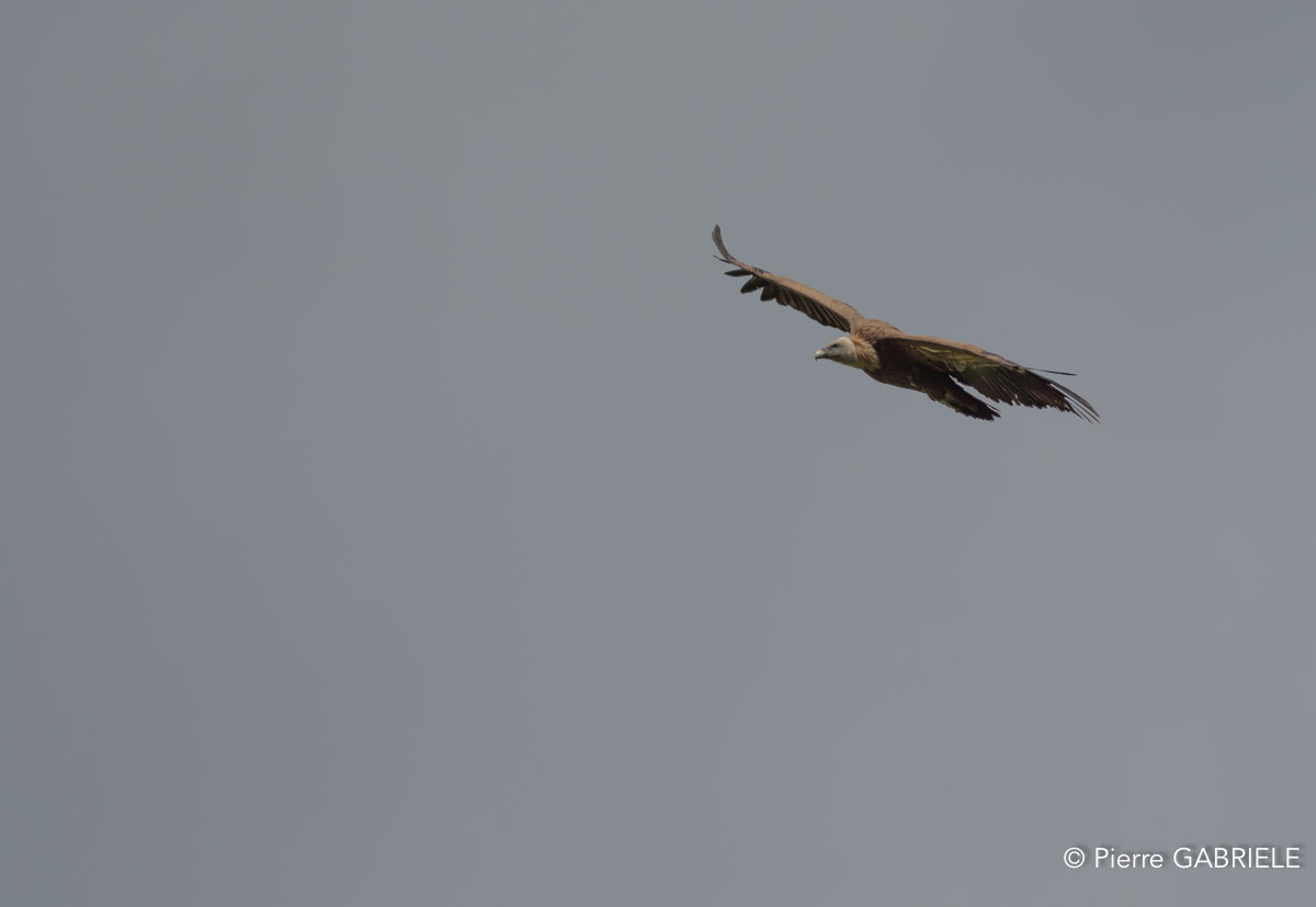vautour-gh7_1242.jpg