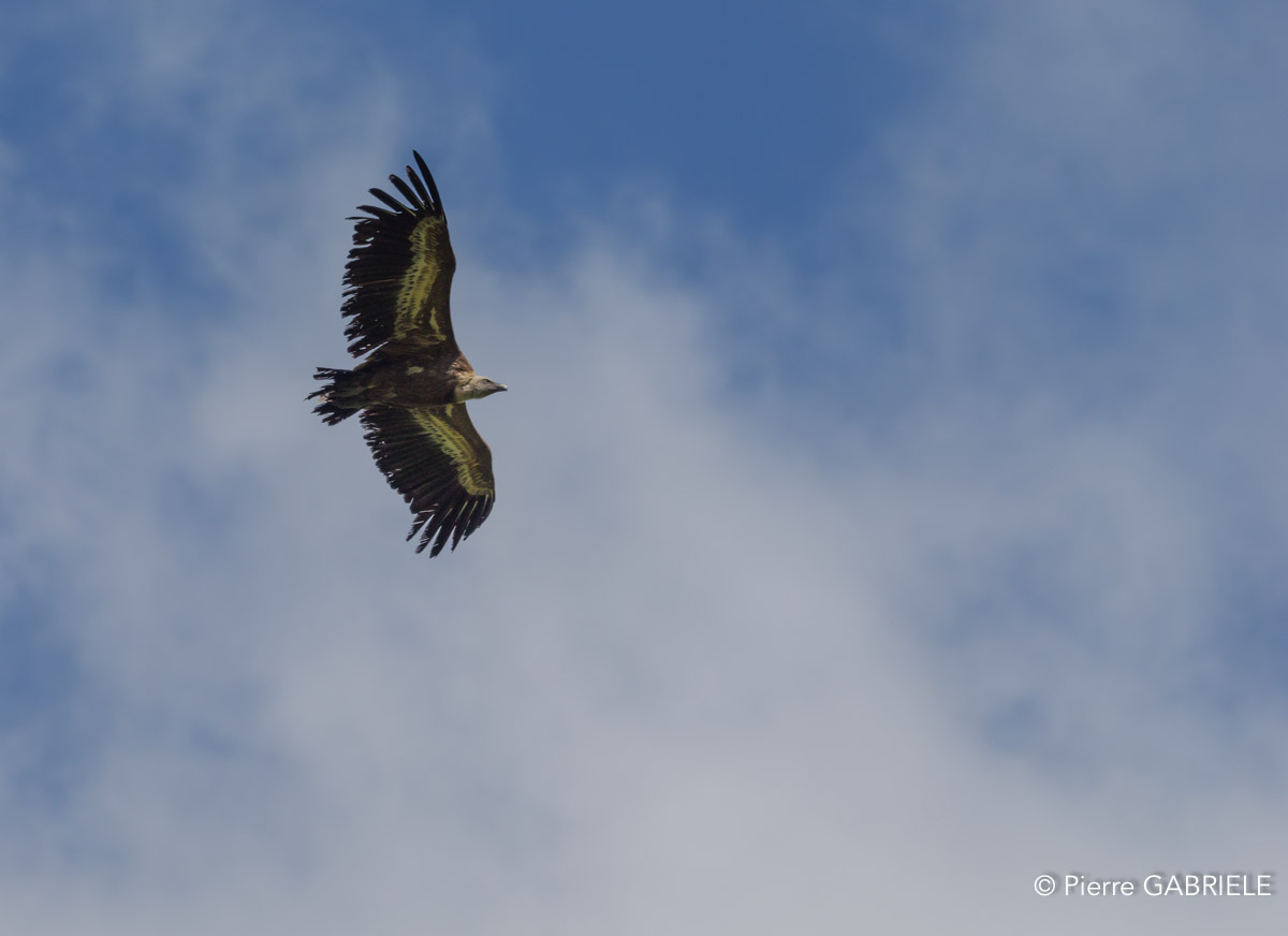 vautour-gh7_1249.jpg