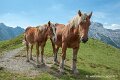chevaux_0253