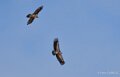 gypaete-vautour-benou--a74_01323