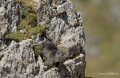 lepourtalet-marmotte-gh7_2254