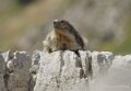 lepourtalet-marmotte-gh7_2263