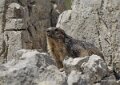 lepourtalet-marmotte-gh7_2268