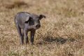 porc-noir-a74n_03886