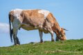 vache-a74n_00566