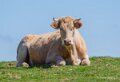 vache-a74n_00567