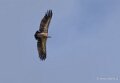 vautour-a74_00779