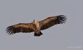 vautour-benou--a74_01293