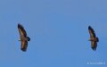 vautour-benou--a74_01304