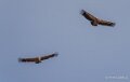 vautour-benou--a74_01343