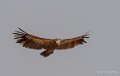 vautour-benou--a74_01381